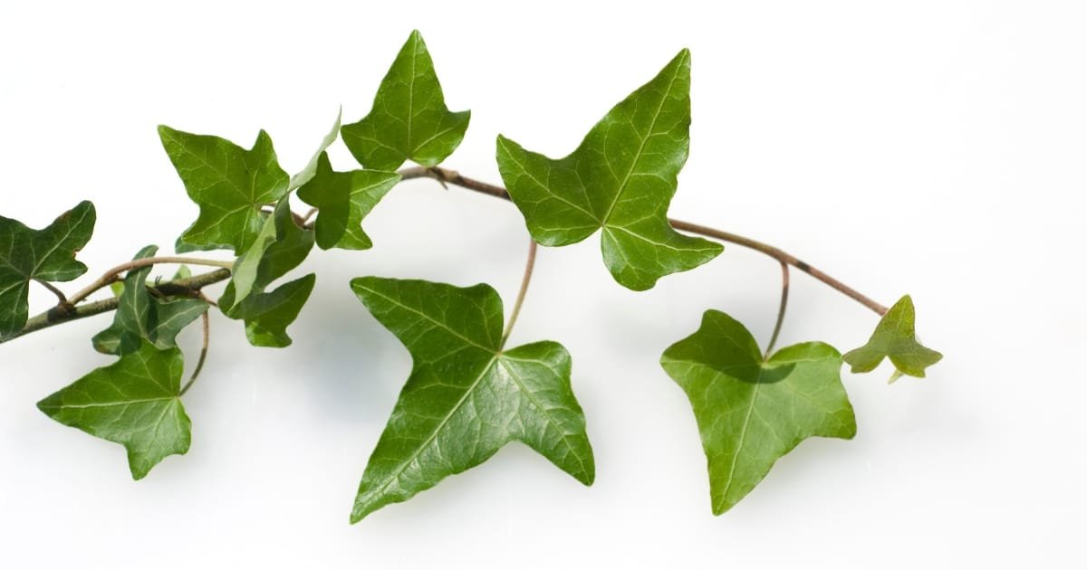 Décoration biophilique vérticale - Le Lierre grimpant, efficace à l'extérieur comme l'intérieur