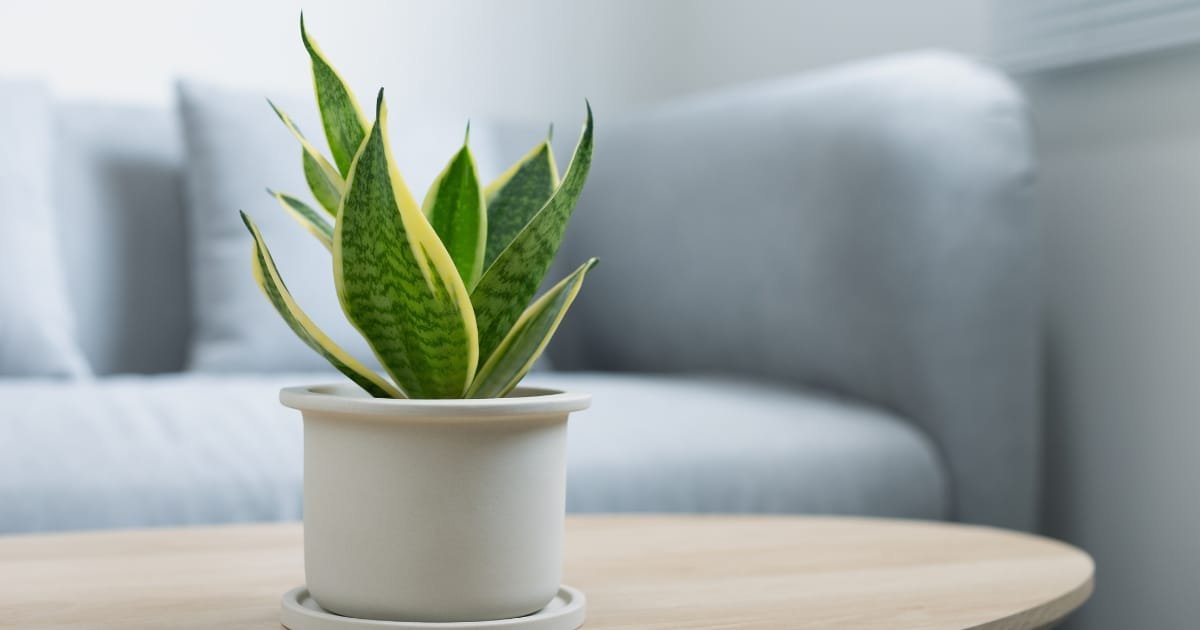 La Plante serpent - la résistance naturelle au service de la déco 