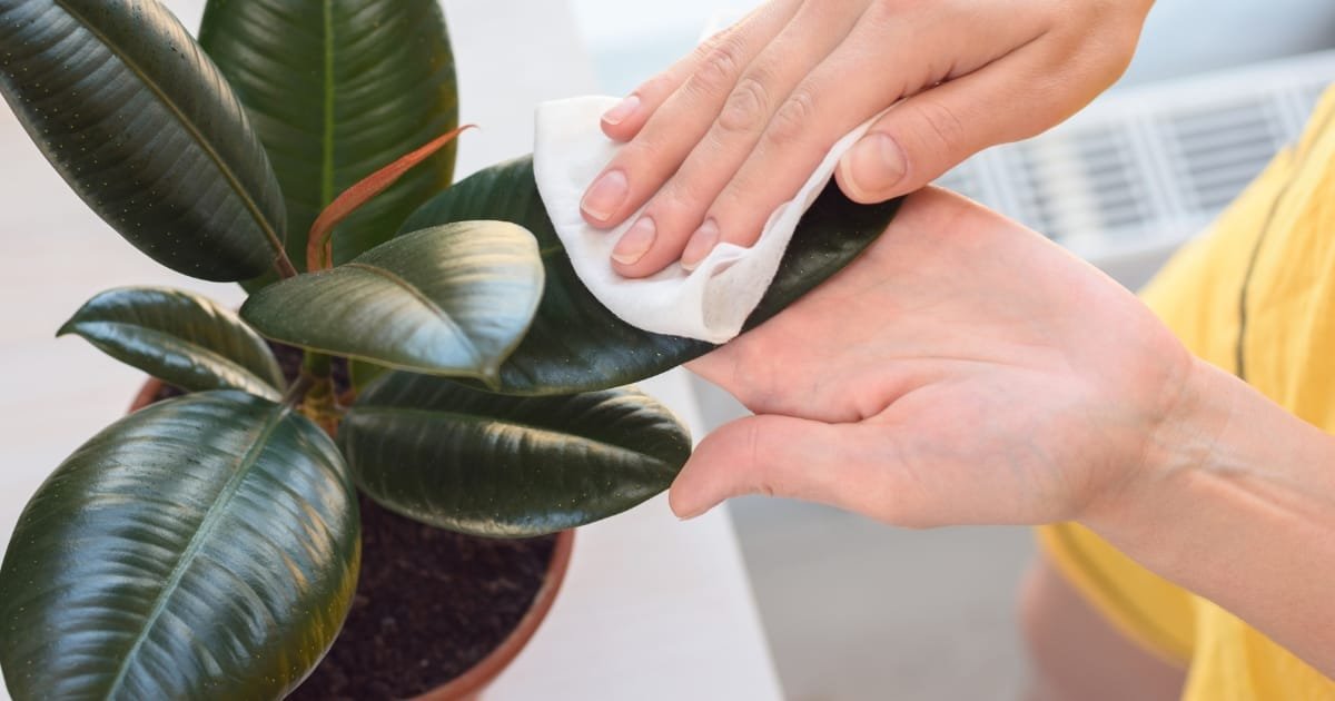 Le Ficus - essentiel dans une décoration biophilique de l'intérieur
