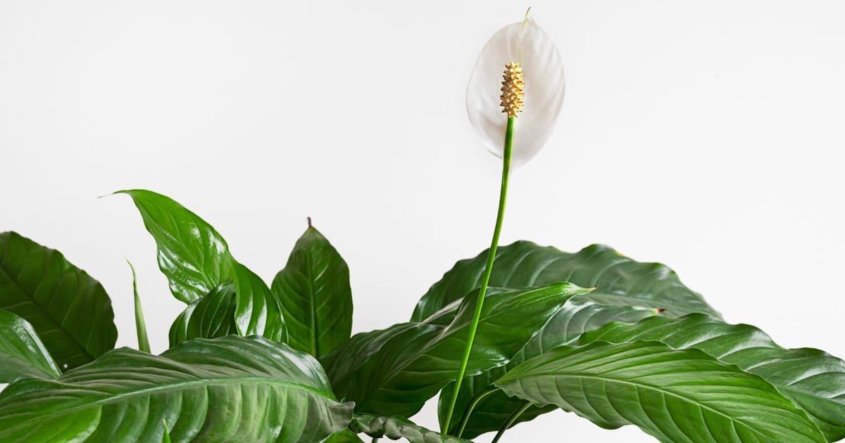 décoration intérieure avec la plante purificatrice la Fleur de Lune