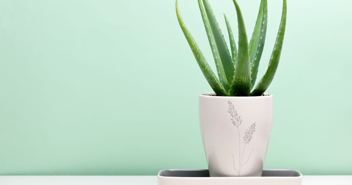 plantes qui purifient l'air - aloé vera incontournable dans la décoration intérieure