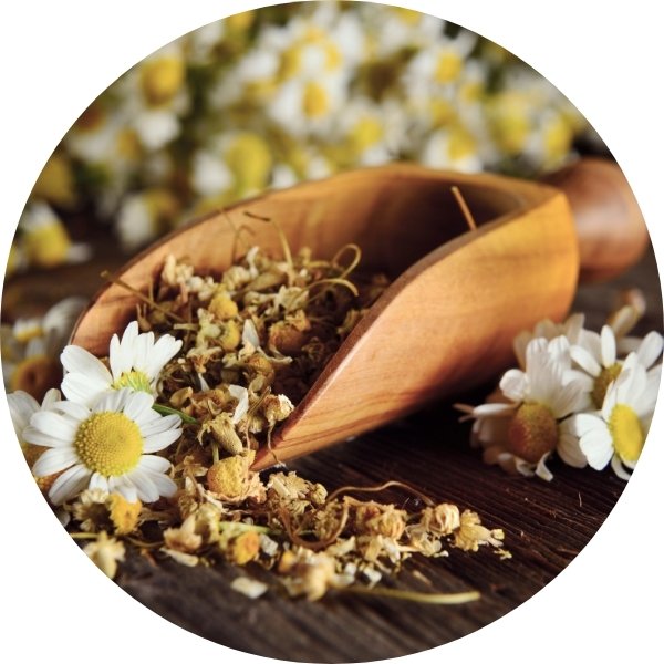 Camomille Romaine, le parfum apaisant par excellence