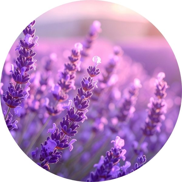 Lavande vraie et son odeur relaxante universelle