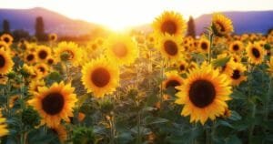 cadeaux parfumés et coffrets à offrir sans se ruiner