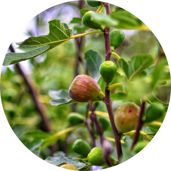 Figue fraiche et sa senteur apaisante de jardin.