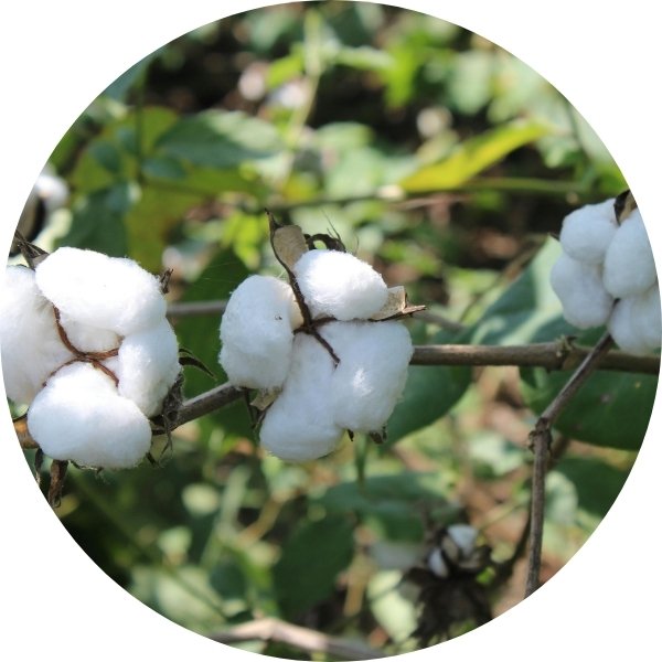 Fleur de coton, le parfum apaisant de la pureté.