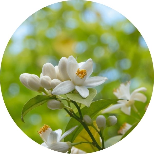Fleur d'oranger pour un parfum anti stress nostalgique