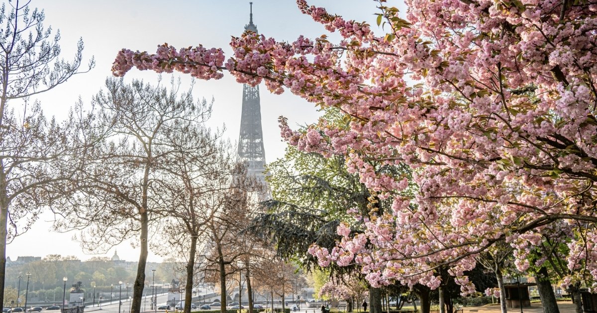 Le parc de Trocadéro- Des plus beaux endroits pour admirer les sakura, cerisiers japonais, en fleurs, en France - boutique N'importe où - bougies, fondants et autres accessoires parfumés