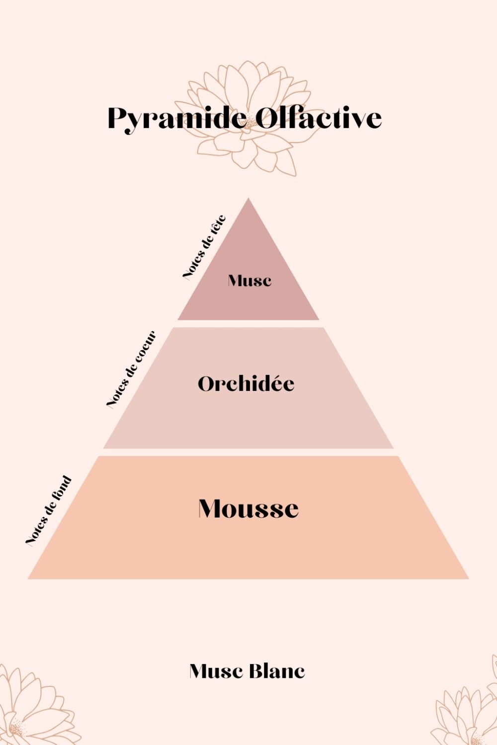 Pyramide Olfactives Musc Blanc