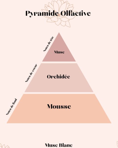 Pyramide Olfactives Musc Blanc