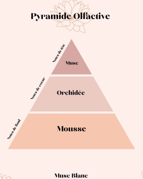 Pyramide Olfactives Musc Blanc