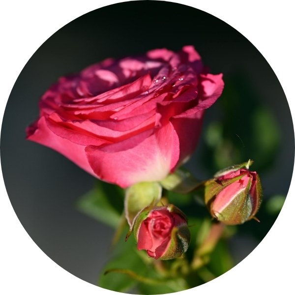 Rose délicate, un parfum relaxant pour le cœur.