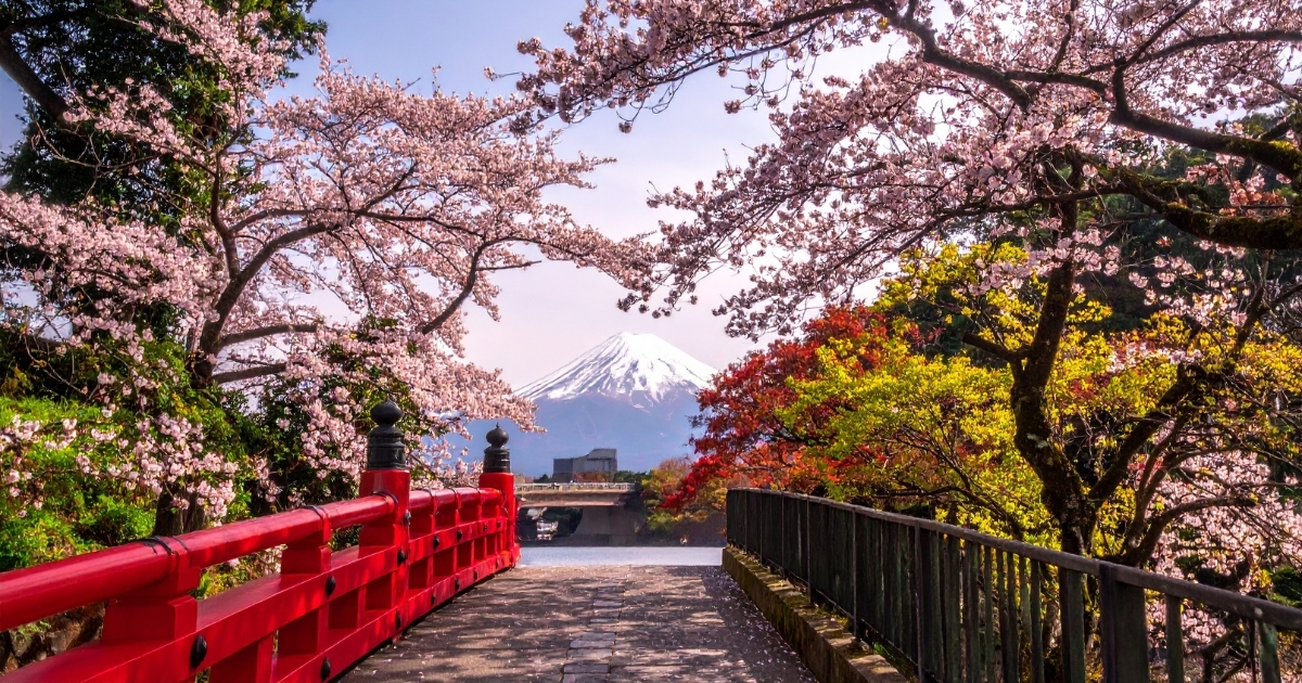 Un détail de Kyoto, un pont entre les Sakuras avec un mont en face. hanami fête des cerisiers japonais
