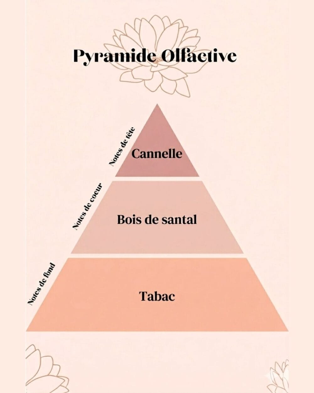 pyramide olfactive - bougie n37 bvd Saint Germain - tabac et bois de santal Bougie Parfumée 37 Boulevard Saint-Germain : Tabac & Bois de Santal