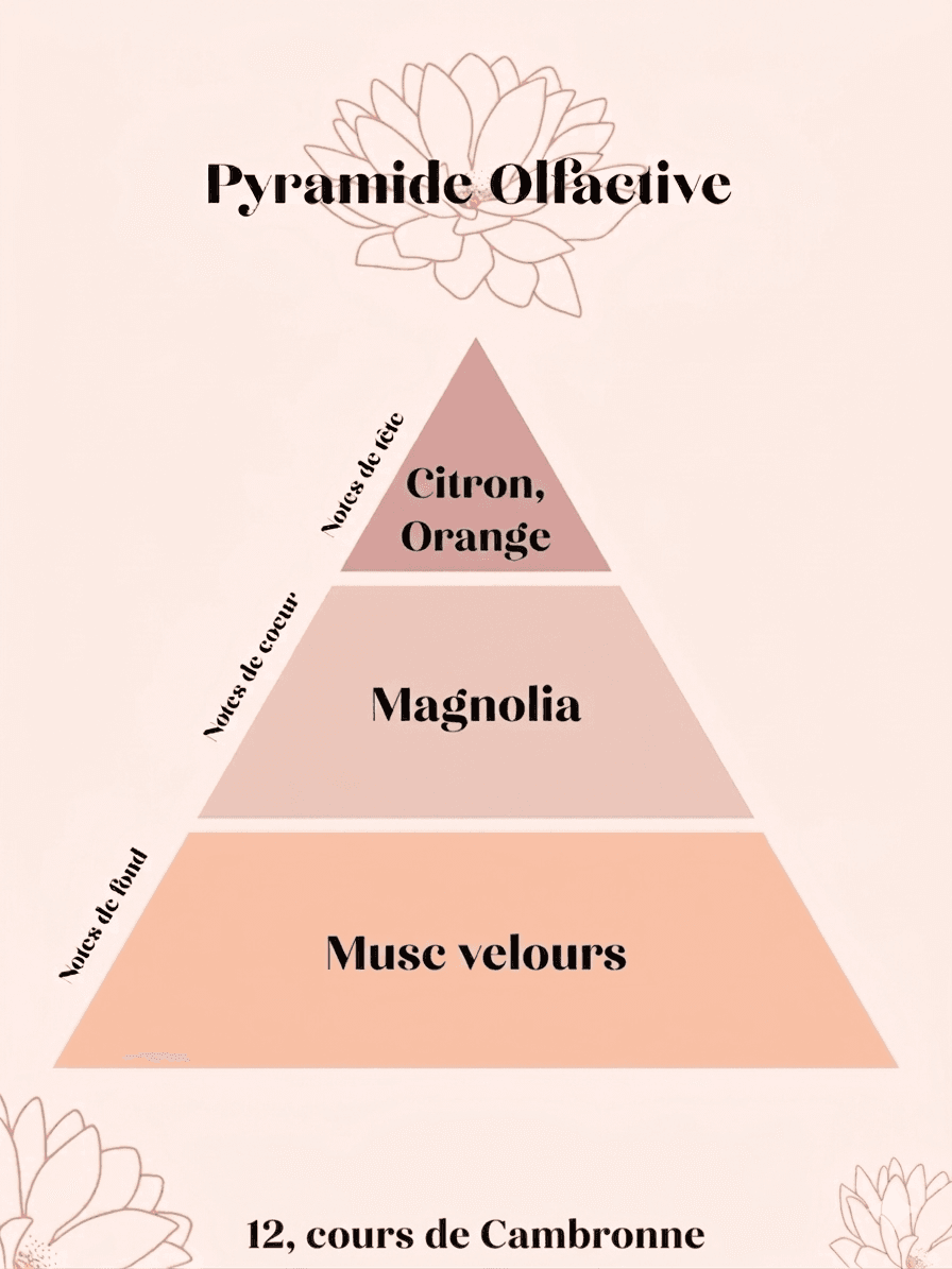 pyramide olfactive cour de Cambronne magnolia & musc de soie
