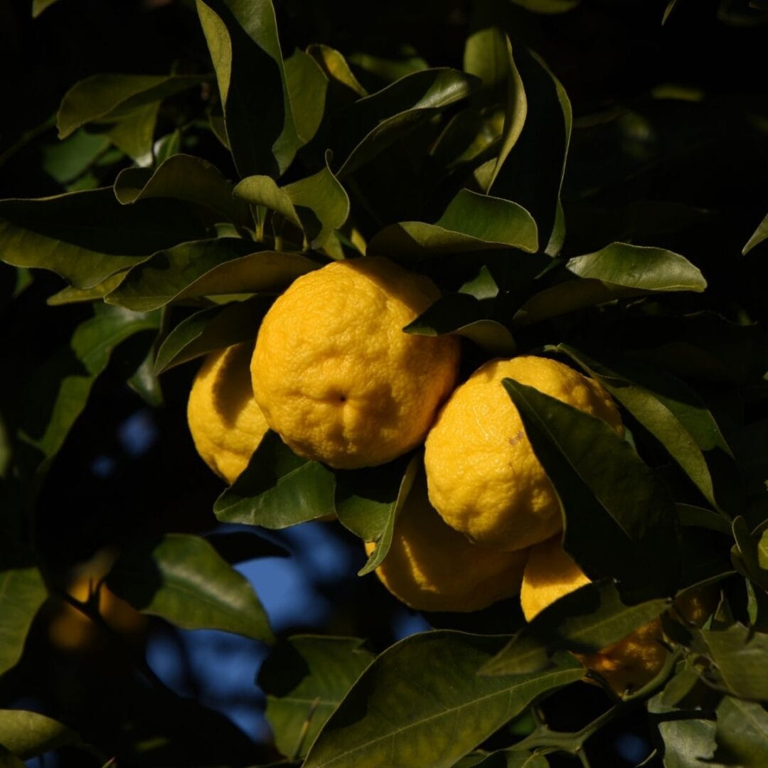 yuzu - notes d'été 2026 - Niõ Yuzu comme notes d'été 2026 - collection Dolce Vita - Niõ